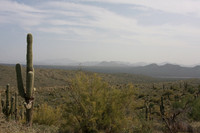 Sycamore Creek - March 2011
