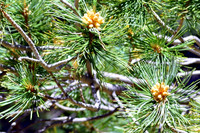 Arizona Trail Hike North from Aspen Corner to FS Road 418 (Flagstaff) - June 23, 2013